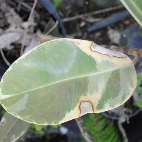 thumbnail for publication: Ornamental Ficus Diseases: Identification and Control in Commercial Greenhouse Operations
